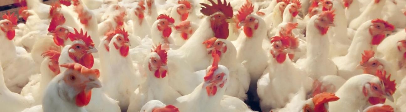 Chamaya Chickens Co-op 