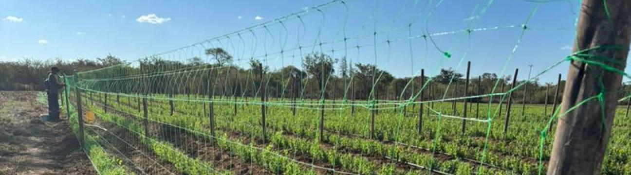 Phanda Fruit Producers Co-op 
