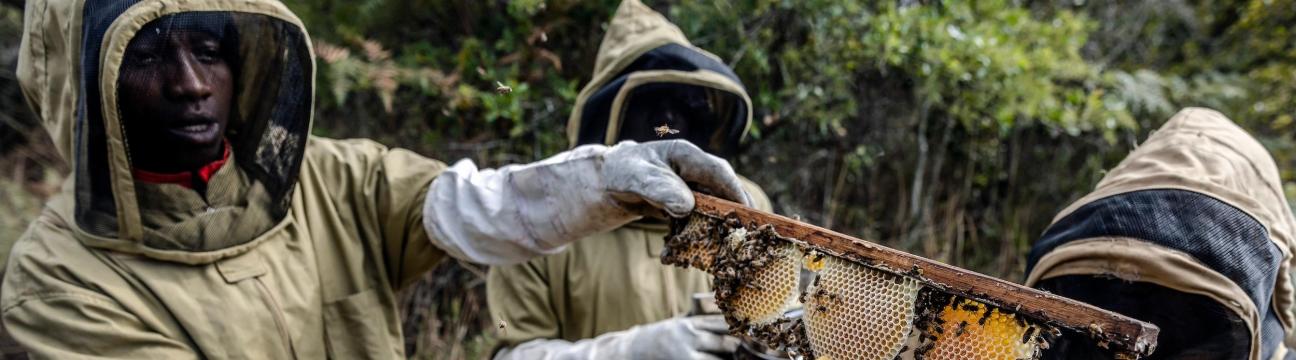 Honey Producers Co-operative Society Limited