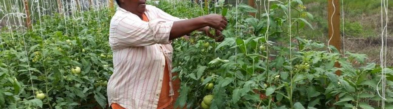 Tomatoes Producers Cooperative Society Limited