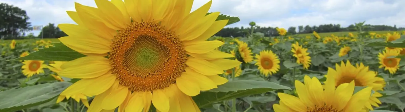 Sunflower Producers Cooperative Society Limited