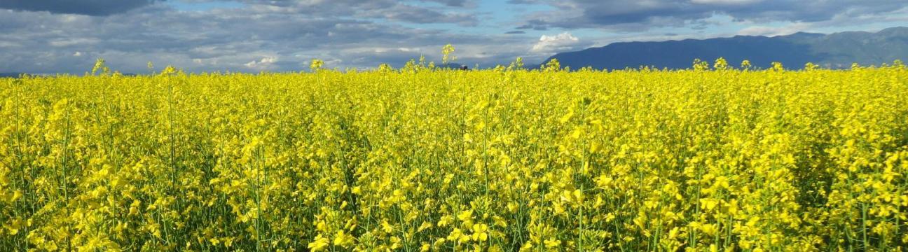 Rapeseed / Canola Producers Cooperative Society Limited